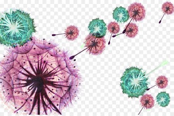Watercolor painting Dandelion Illustration - Two-color dandelion 