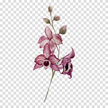 Watercolor painting Drawing Flower Orchids, sea buckthorn transparent background PNG clipart