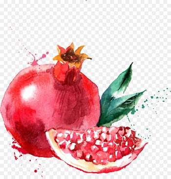 Watercolor painting Drawing Fruit Illustration - Red pomegranate 