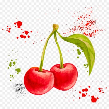 Watercolor painting Drawing Fruit Illustration - Vector watercolor cherry 