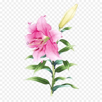 Watercolor painting Drawing Illustration - Pink lily picture material 