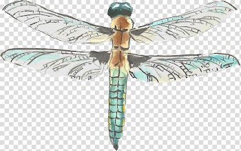 Watercolor painting Drawing, Painted Dragonfly transparent background PNG clipart