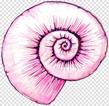 Watercolor painting Drawing, Pink snail shell transparent background PNG clipart