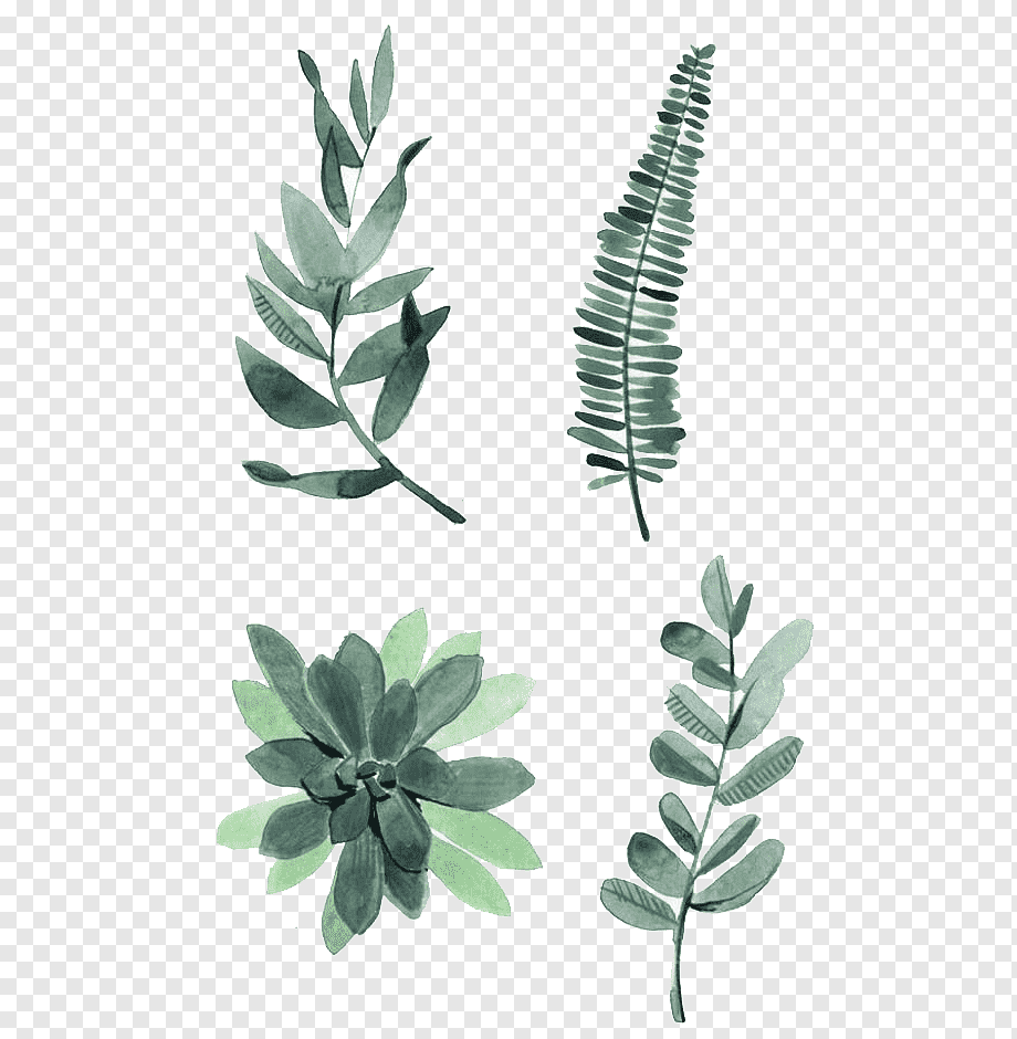 Watercolor painting Drawing Plant Illustration, Watercolor leaves, four assorted green leaves, botany, watercolor Leaves, leaf png