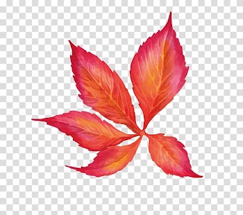 Watercolor painting Euclidean , leaf transparent background PNG clipart