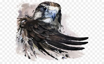 Watercolor painting Falcon Illustration - Vector Eagle 