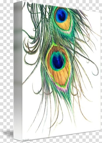 Watercolor painting Feather Pavo Drawing, painting transparent background PNG clipart