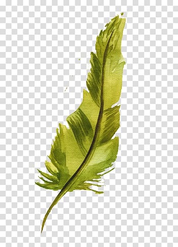 Watercolor painting Feather , Watercolor feather transparent background PNG clipart