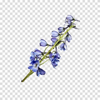 Watercolor painting Flower Blue, Watercolor flowers transparent background PNG clipart