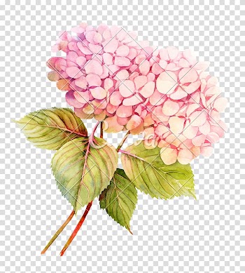 Watercolor painting Flower Floral design , flower transparent background PNG clipart
