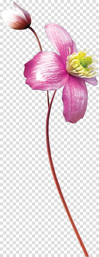 Watercolor painting Flower, flower transparent background PNG clipart