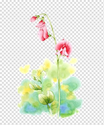 Watercolor painting Flower Illustration, Pea waiting material transparent background PNG clipart