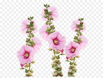 Watercolor Painting, Flower, Painting, Pink PNG