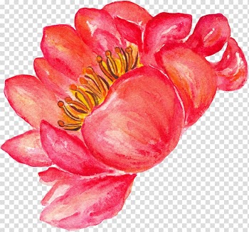 Watercolor painting Flower, Peony transparent background PNG clipart