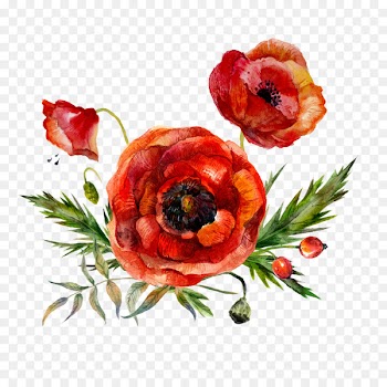 Watercolor painting Flower Poppy - Watercolor flowers 