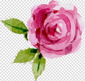 Watercolor painting Flower Rose, rose leslie transparent background PNG clipart