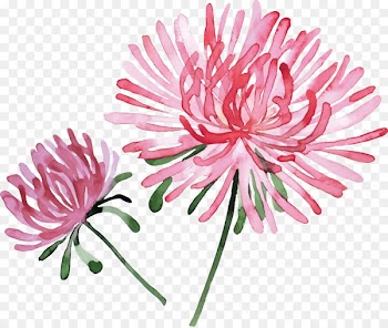 Watercolor painting Flower Stock photography - Hand-painted pink chrysanthemum 