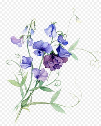 Watercolor painting Flower Sweet pea - Bouquet of flowers Cartoon Pictures 