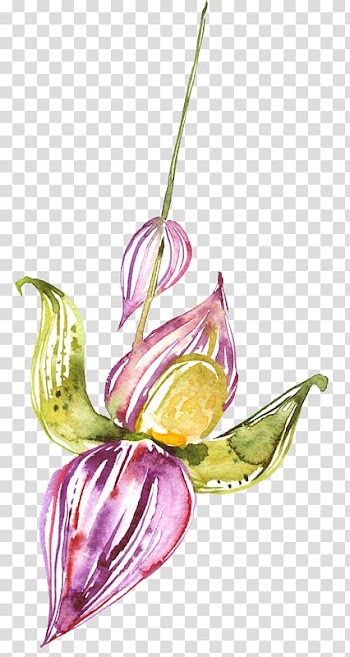 Watercolor painting Flower, Watercolor lily transparent background PNG clipart