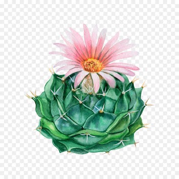Watercolor painting Flowerpot Royalty-free - cactus blooming season 