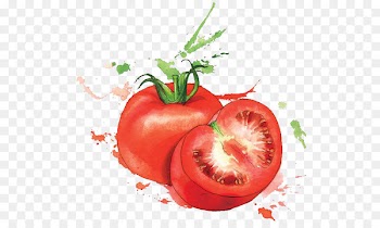Watercolor painting Food Art Illustration - tomato 