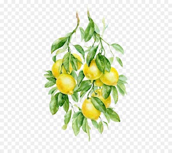 Watercolor painting Fruit Auglis Botanical illustration Illustration - lemon 