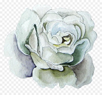 Watercolor painting Garden roses Beach rose - White roses 