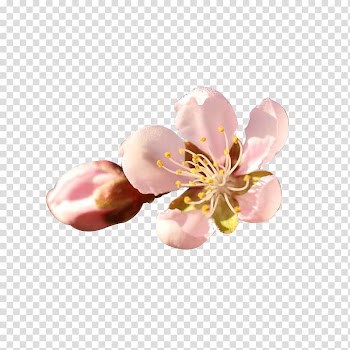 Watercolor painting Google , Hand-painted pink peach transparent background PNG clipart