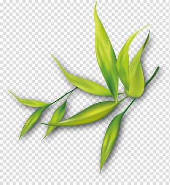Watercolor painting , grass transparent background PNG clipart