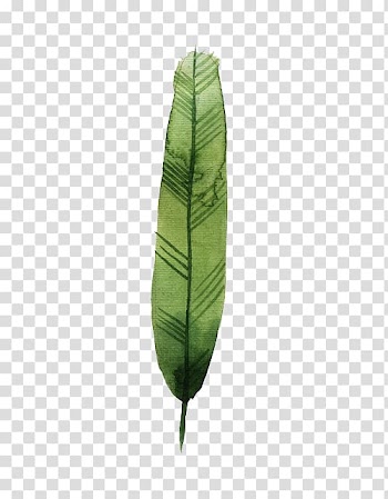 Watercolor painting Green, Watercolor feather transparent background PNG clipart