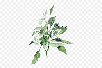 Watercolor painting Illustration - Hand-painted Plants 