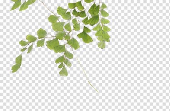 Watercolor painting Illustration, Leaves transparent background PNG clipart