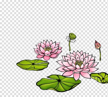 Watercolor painting Illustration, Lotus lotus transparent background PNG clipart