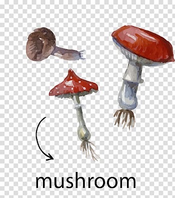 Watercolor painting Illustration, Mushroom material transparent background PNG clipart