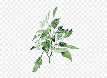Watercolor Painting Illustration - Plants Painting Png