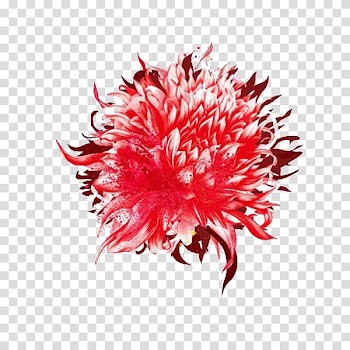 Watercolor painting Illustrator Art Illustration, Red watercolor peony transparent background PNG clipart