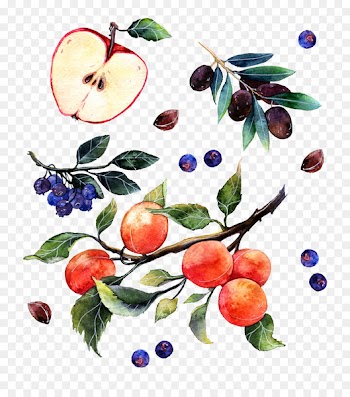 Watercolor painting Illustrator Poster Illustration - Watercolor apple grapes and oranges 
