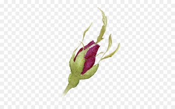 Watercolor painting Ink - Color pencil rosebuds 