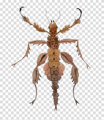 Watercolor painting Insect Grasshopper, Cartoon grasshopper insect transparent background PNG clipart