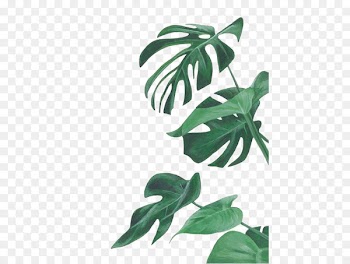 Watercolor painting Leaf Botanical illustration Botany Illustration - watercolor leaves 