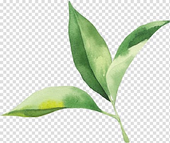 Watercolor painting Leaf Drawing, Leaf transparent background PNG clipart