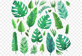 Watercolor painting Leaf - Watercolor green coniferous plants 