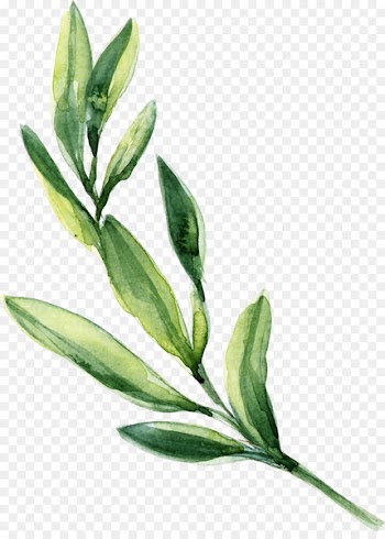 Watercolor painting Leaf - Watercolor leaves Green leaves 