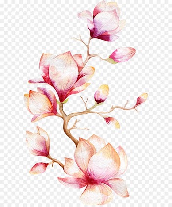 Watercolor painting Magnolia Flower - Orchid Tree 