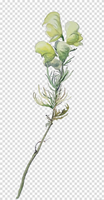 Watercolor painting Maison de la Nature et de l'Environnement de l'Isère Gentiana Société Botanique Dauphinoise Peinture Aquarelle Patrick Jager, jager transparent background PNG clipart