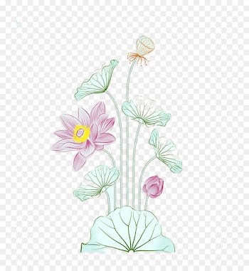 Watercolor painting Nelumbo nucifera Illustration - Creative watercolor lotus 