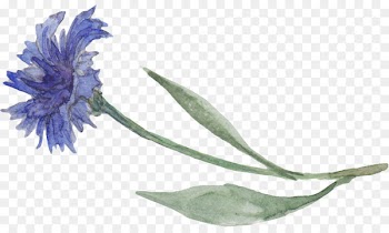 Watercolor painting New International Version Marriage Download Wedding - botanicals watercolor 