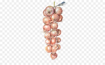 Watercolor painting Onion Illustration - Watercolor onion 