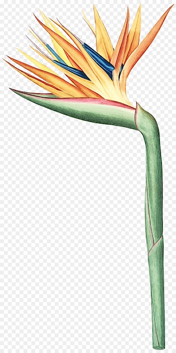Watercolor Painting, Painting, Botanical Illustration, Bird Of Paradise, Cable PNG