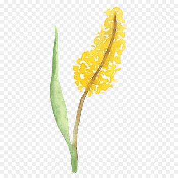 Watercolor Painting, Painting, Flower, Yellow PNG